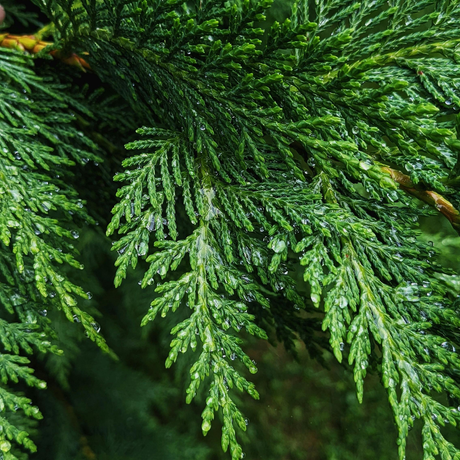 Scoops® Evergreen